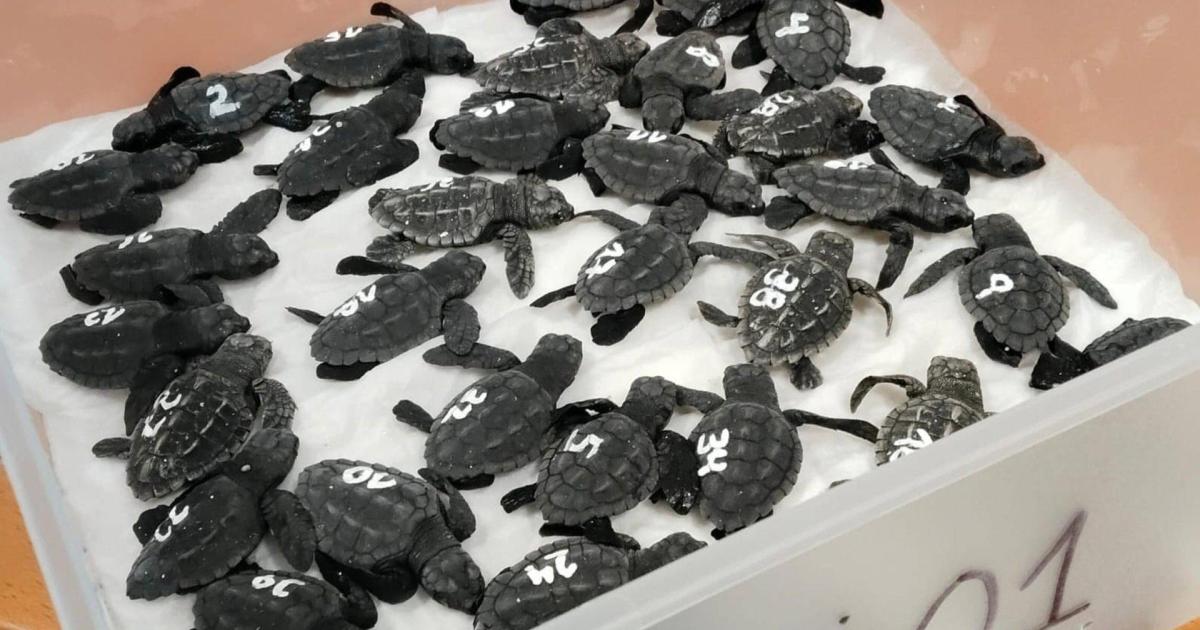 Nacen las primeras crías de tortuga marina del nido localizado en agosto en Ibiza