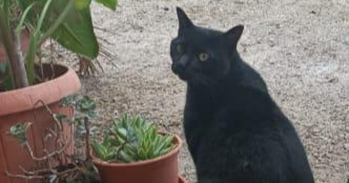 La sorprendente historia de Oli, el gatito que ha recorrido 30 kilómetros en Ibiza para volver a casa