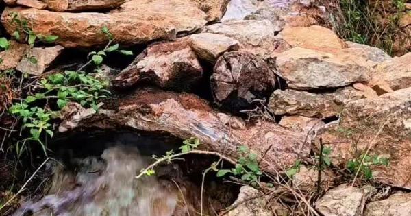 Es Broll de Buscastell recupera la vitalidad gracias a las fuertes lluvias caídas en Ibiza