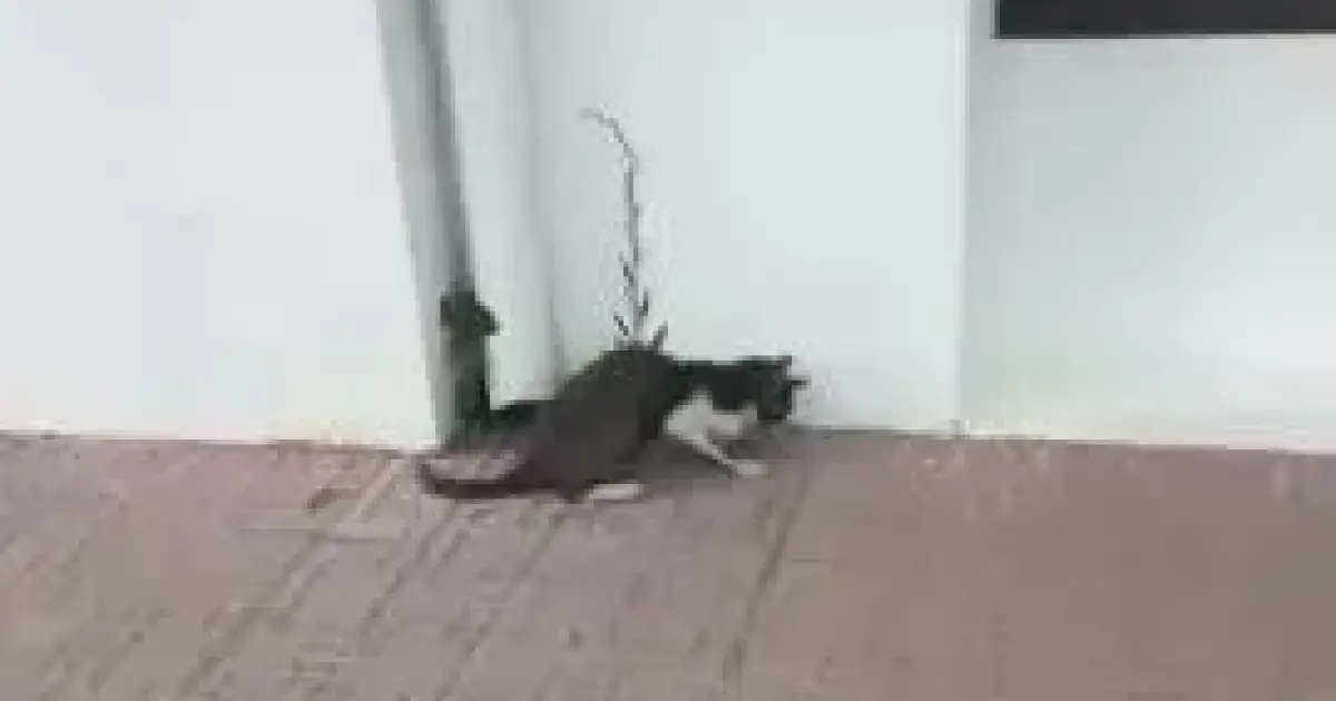 イビサの動物保護団体、サ・カラの猫の「ひどい苦痛」を前に無策を非難