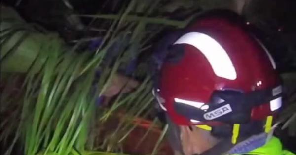 Rescatan en Ibiza a un guacamayo jacinto que no sabía salir de una palmera