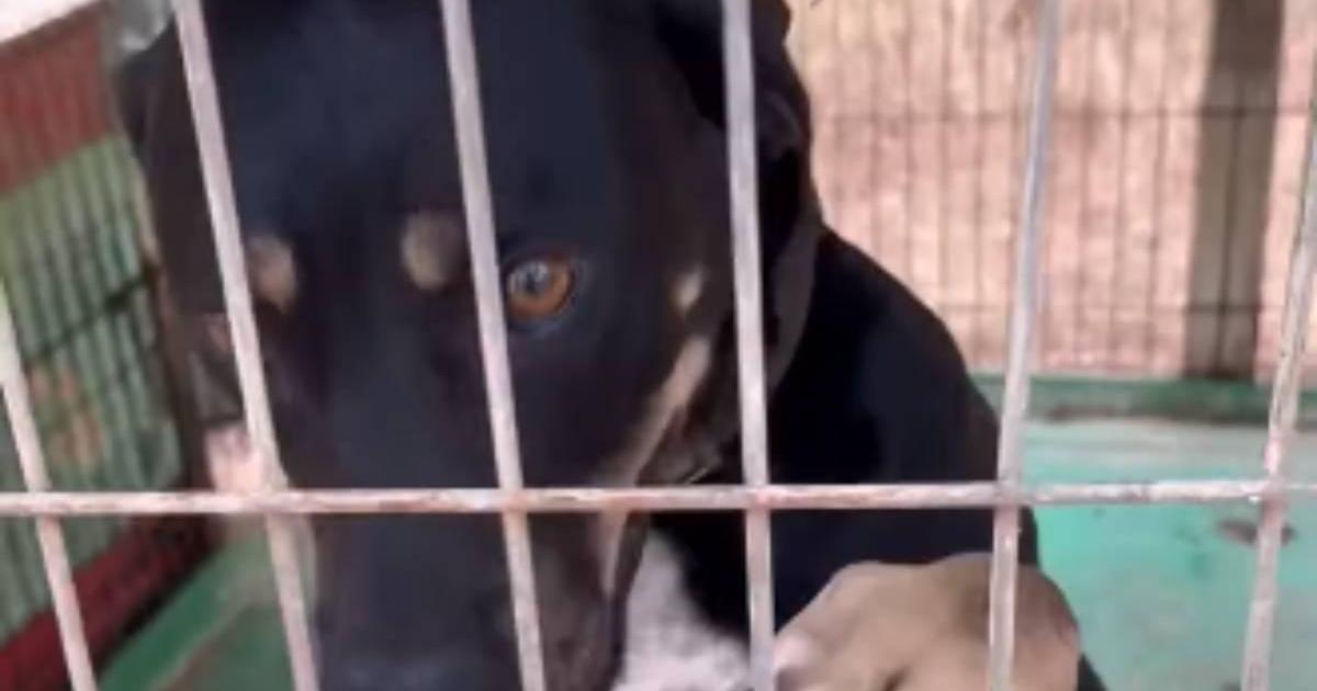 Can Dog tiene los días contados: el Consell de Ibiza dictamina orden de cierre