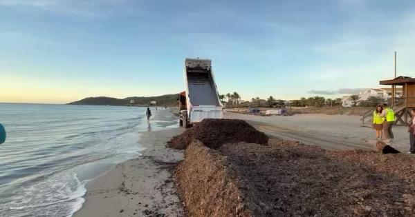La posidonia vuelve a Sant Josep