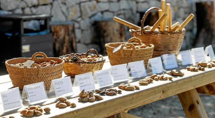 Ibiza tiene distintas variedades de almendras y desde el Consell d’Eivissa, Frutos Secos Ibiza e IbizaSabor se están intentando 